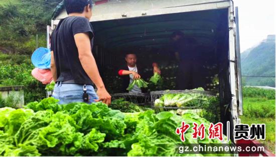 蔬菜装车运往龙头公司