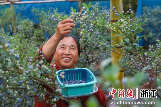 村民采摘蓝莓。  张昊桦供图