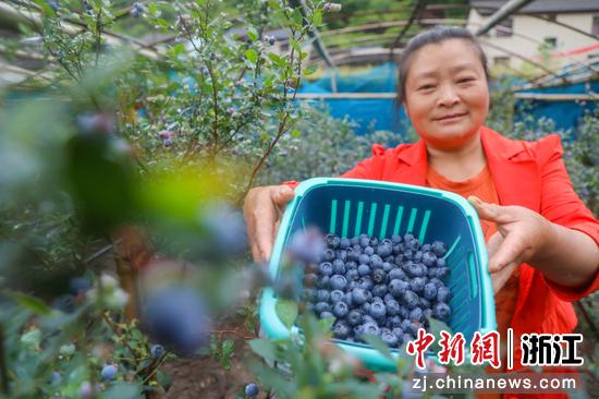 村民采摘蓝莓。 张昊桦供图