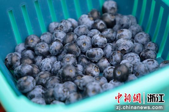里梅村种植的蓝莓。 张昊桦供图