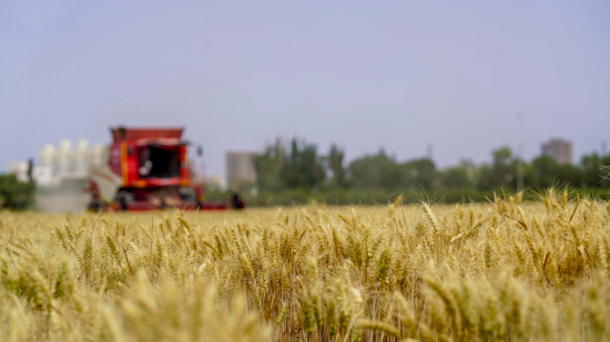 新疆尉犁：夏收时节 “麦”向丰收