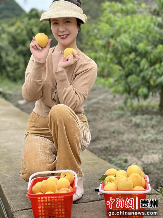 贵州普定白岩镇：黄桃迎丰收 产业见效益