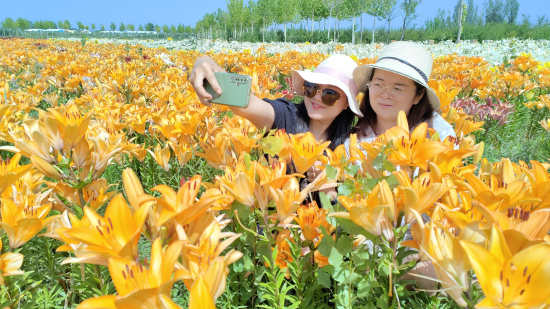 6月23日，游客在伊犁哈薩克自治州察布查爾錫伯自治縣察布查爾鎮烏宗布拉克農村社區的百合花園里拍照。華巖明攝