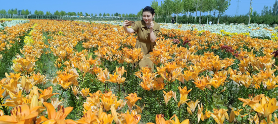 游客在伊犁哈薩克自治州察布查爾錫伯自治縣察布查爾鎮烏宗布拉克農村社區的百合花園里游玩。華巖明攝