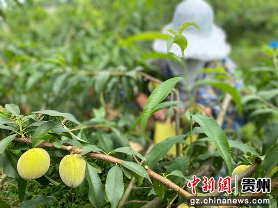 玉屏2.46万亩黄桃进入套袋期
