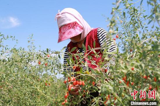 图为新疆精河县一名种植枸杞的农户在采摘枸杞。　马东强 摄