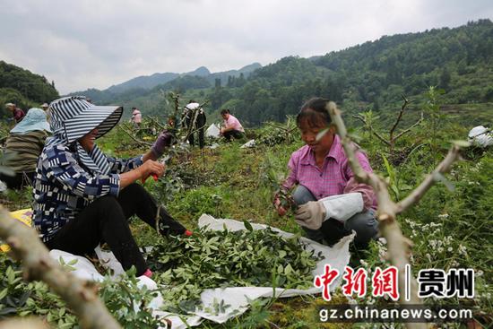 贵州务川：4万亩花椒迎采摘