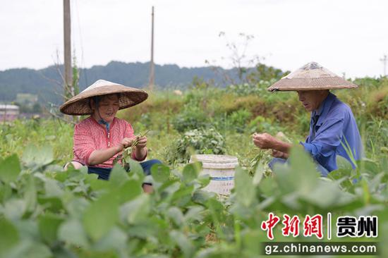 村民在岑巩县水尾镇建岑果蔬乐园里采收毛豆。唐鹏 摄