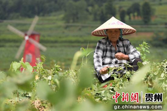 村民在岑巩县水尾镇建岑果蔬乐园里采收毛豆。唐鹏  摄
