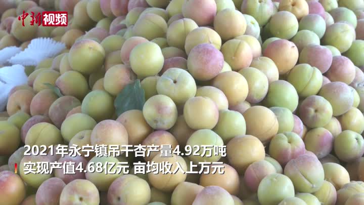 新疆兵團綠色有機吊干杏鮮杏熱銷疆外市場
