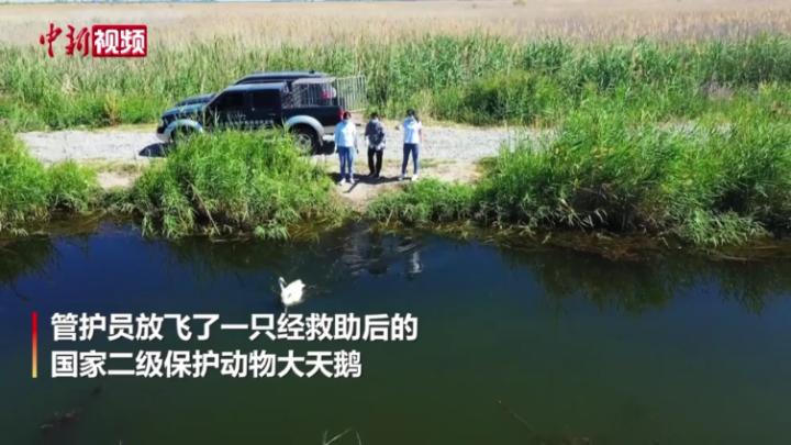 新疆：村民救助大天鹅 一周后重返自然