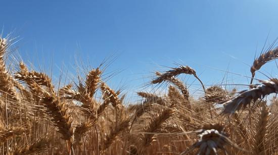 一五〇團萬畝小麥開鐮收割