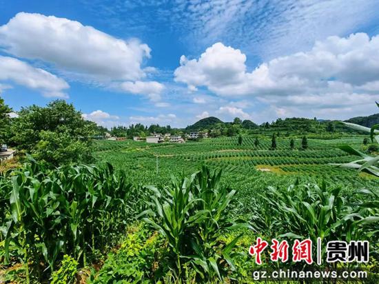 织金县化起镇玉米大豆复合种植基地