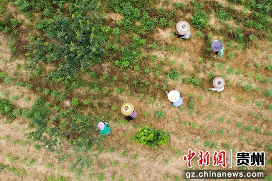 村民在岑巩县平庄镇包东村辣椒种植基地里除草。陈昆 摄