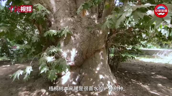 新疆和田樹王之梧桐樹王：屹立千年 樹干需7人合抱
