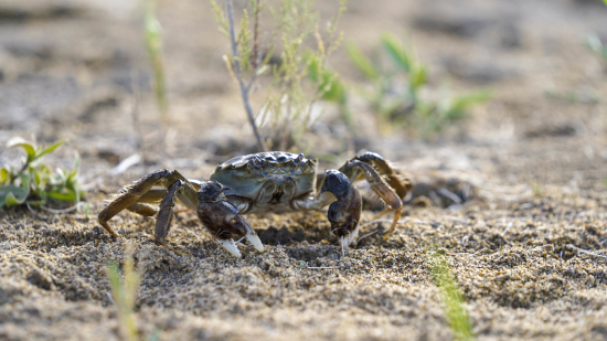6月30日，尉犁县罗布湖淡水养殖场的螃蟹。王雪 摄
