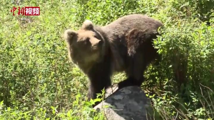 新疆阿勒泰首次用救助、野化、野放結合方式放歸一頭棕熊