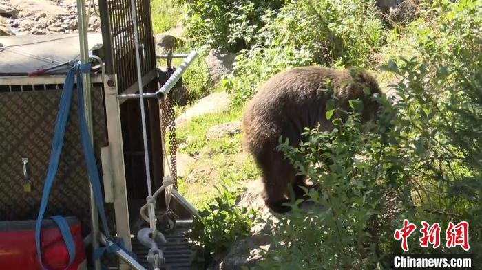 受傷棕熊救治一年后放歸阿爾泰山