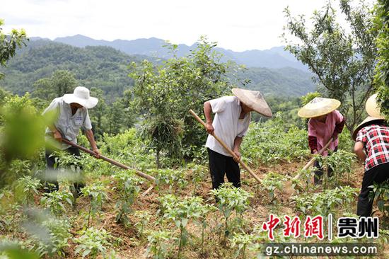 村民在岑巩县平庄镇包东村辣椒种植基地里施肥盖土。陈昆 摄