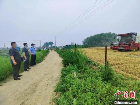 160亩小麦收割拍卖执行现场 天津高院供图