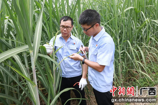 图为农务技术员在查看甘蔗病虫害情况 南宁糖业供图