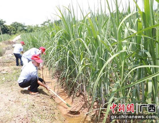 图为生产农务党员骨干在为受灾甘蔗地挖沟排涝 南宁糖业供图