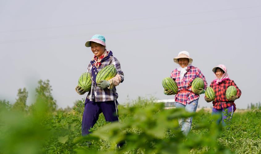 新疆尉犁县将西瓜种植打造成农民增收致富的“甜蜜产业”