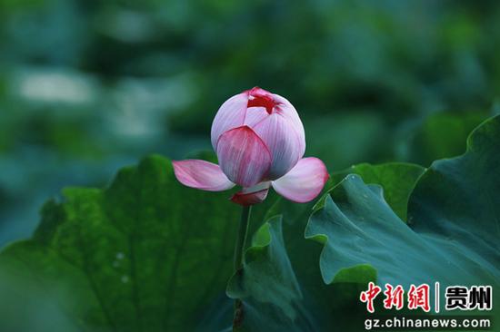 贵州惠水县好花红乡村旅游景区荷花迎来盛开期。