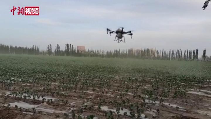 河南安陽飛防隊“飛”進新疆為棉花除蟲害