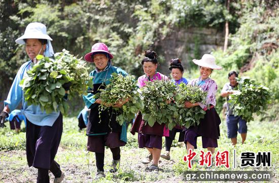 7月9日，村民在贵州省黔东南苗族侗族自治州丹寨县扬武镇龙塘村搬运采收的毛豆。