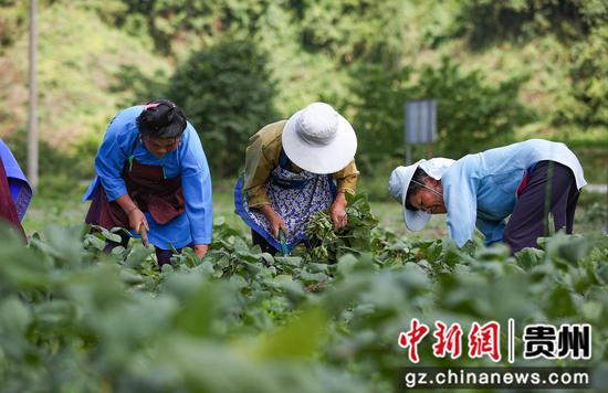 7月9日，村民在贵州省黔东南苗族侗族自治州丹寨县扬武镇龙塘村采收毛豆。