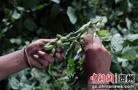 7月9日，村民在贵州省黔东南苗族侗族自治州丹寨县扬武镇龙塘村整理刚刚采收的毛豆。