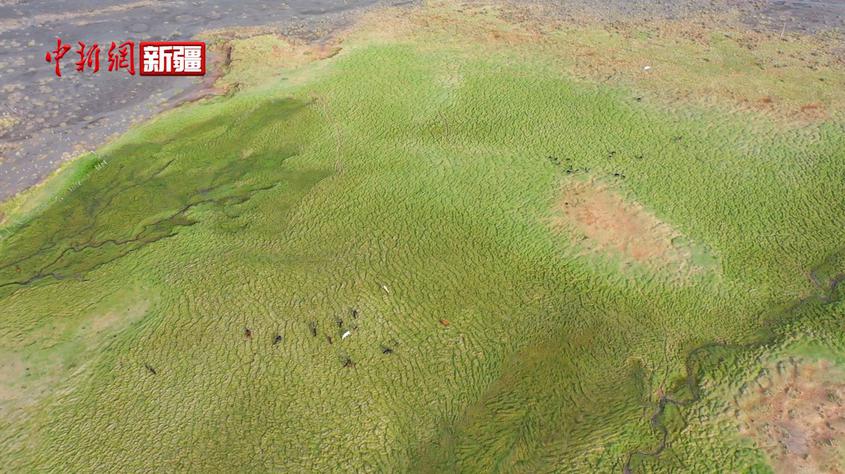 新疆托克遜縣克爾堿通溝濕地青草依依美如畫
