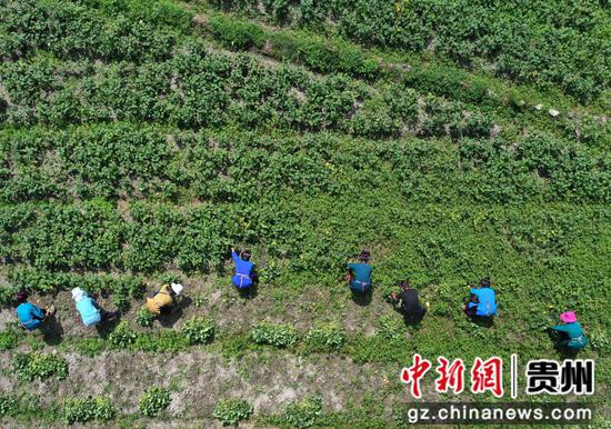 7月9日，村民在贵州省黔东南苗族侗族自治州丹寨县扬武镇龙塘村采收毛豆（无人机照片）。