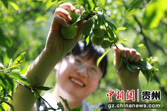游客在贵州省大方县大山乡格里河畔的酥李基地采摘李子。周训贵 摄