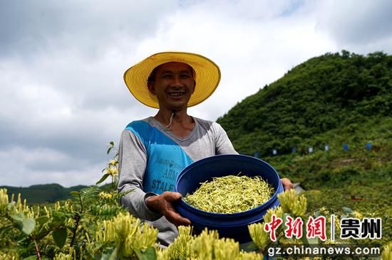 在贵州省务川县石朝乡浪水村三层岩金银花基地里，村民陈德齐正在采摘金银花。游亚蓝摄