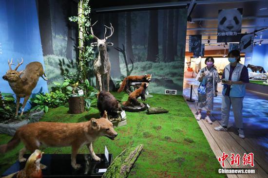7月12日，“守望——濒危动物”展览在位于贵州省贵阳市的贵州省地质博物馆开展，展览展出了120余件动物标本。图为参观者在参观展出的动物标本。 瞿宏伦 摄