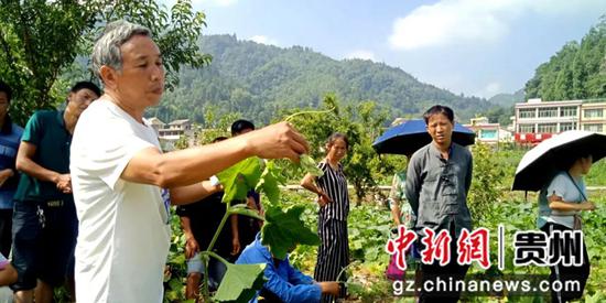 贵州织金：开展南瓜种植技术培训