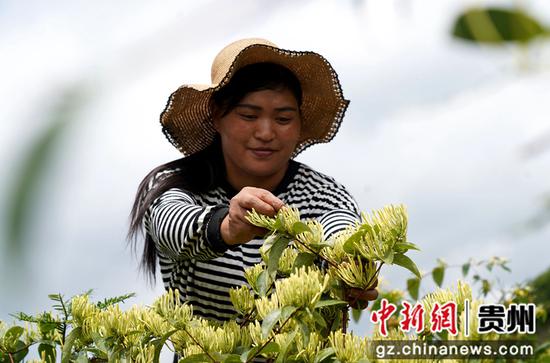 在贵州省务川县石朝乡浪水村三层岩金银花基地里，村民正在采摘金银花。游亚蓝 摄