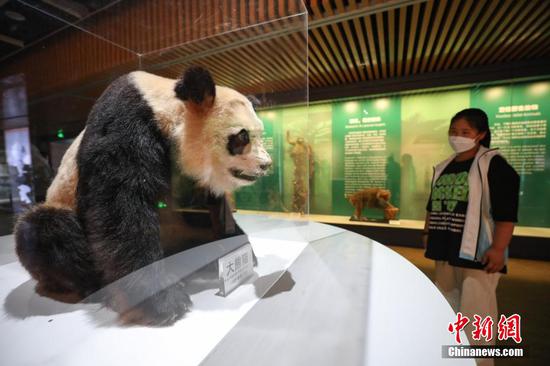 图为展览展出的“大熊猫标本”吸引参观者。 瞿宏伦 摄