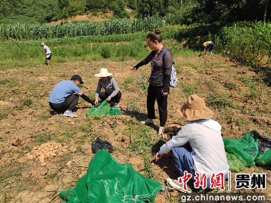 贵州毕节七星关区：强化技术指导 促进农民增收致富
