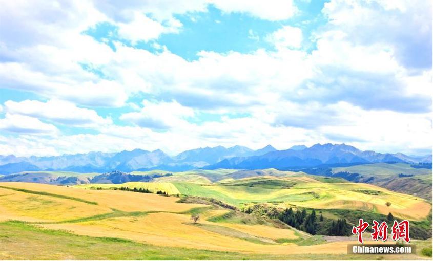 7月中旬，新疆奇台县江布拉克景区迎来了一年一度的“金色麦浪季”，绿色的草地、连绵不绝的金色麦田，与错落有致的山峦互映衬着，形成了令人惊艳的吹风麦浪的美景。独特的地理风貌，让江布拉克冬暖夏凉，适宜种植小麦、大麦等农作物。近两万亩麦田，一眼望去，漫无边际，十分壮观。史玉江 摄