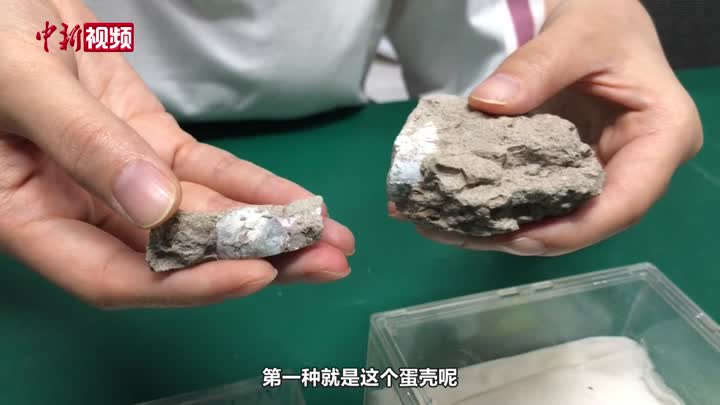 哈密翼龙蛋壳成分是什么？中科院团队最新研究揭示为氟磷灰石