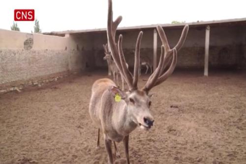 Newly-born red deer in China's Xinjiang
