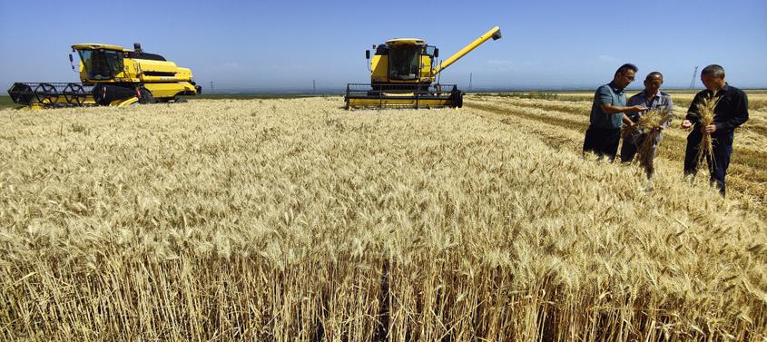 7月13日，新疆察布查爾錫伯自治縣加尕斯臺鎮努拉洪布拉克村小麥種植基地里，兩臺大型聯合收割機一前一后收割的小麥。華巖明 攝