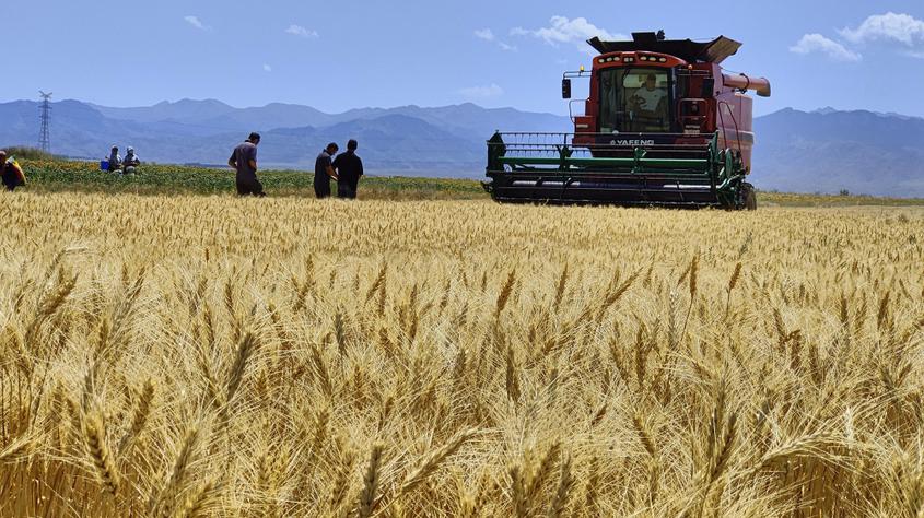7月13日，一台小麦联合收割机在新疆伊犁哈萨克自治州察布查尔锡伯自治县加尕斯台镇努拉洪布拉克村小麦种植基地里的收割小麦。华岩明摄