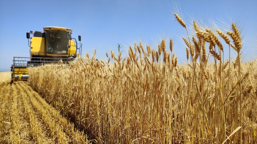 7月13日，一台小麦联合收割机在新疆伊犁哈萨克自治州察布查尔锡伯自治县加尕斯台镇努拉洪布拉克村小麦种植基地里的收割小麦。华岩明摄