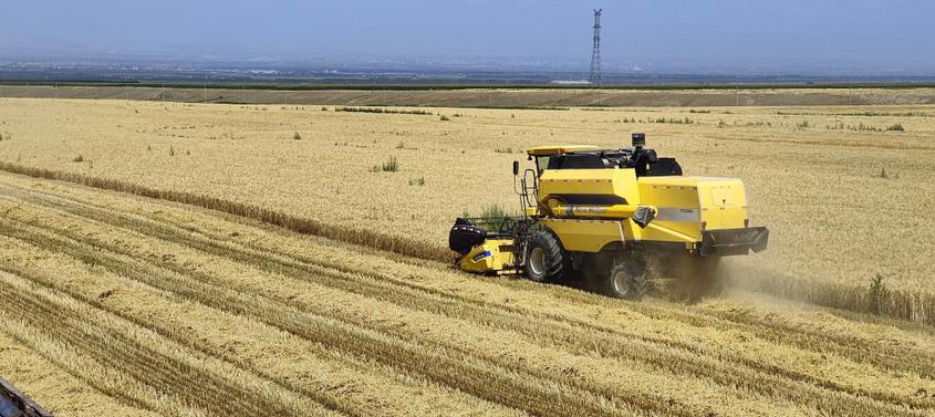 7月13日，一臺小麥聯合收割機在新疆伊犁哈薩克自治州察布查爾錫伯自治縣加尕斯臺鎮努拉洪布拉克村小麥種植基地里的收割小麥。華巖明攝