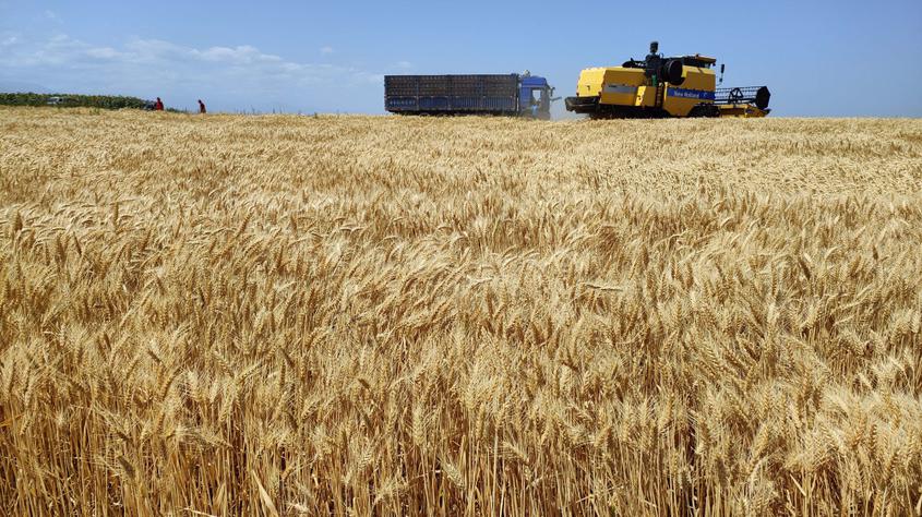 7月13日，新疆伊犁哈萨克自治州察布查尔锡伯自治县加尕斯台镇努拉洪布拉克村小麦种植基地里的小麦遍地金黄。华岩明摄