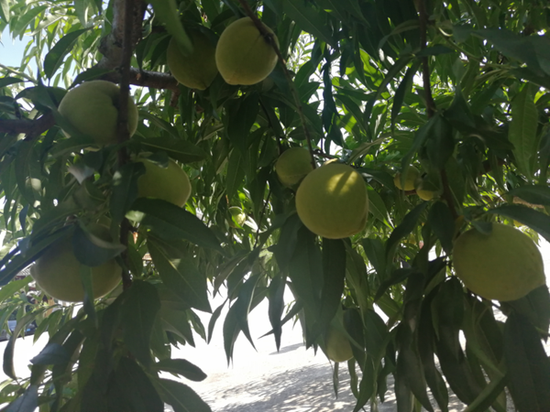 贵州玉屏2.26万亩黄桃将迎来600余万斤丰产